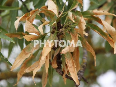 Xylella fastidiosa